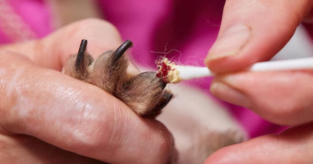 best toenail clippers for thick nails, seniors, and professional foot care (1)