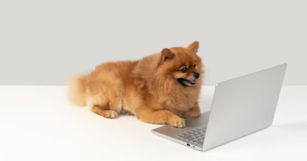 Famous Early Chihuahua Meme Examples