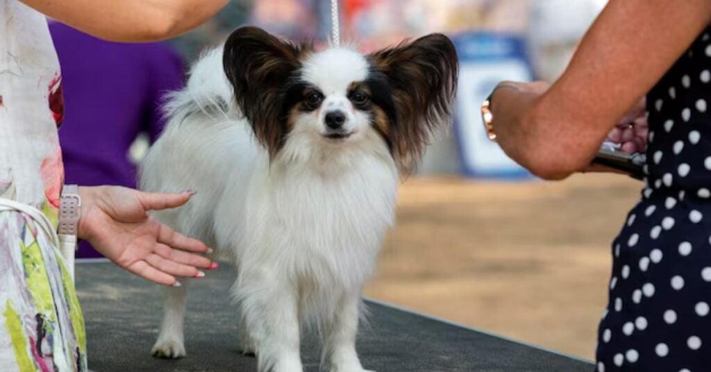 cost of owning a rat terrier chihuahua mix
