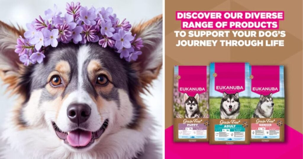 Is Eukanuba Dog Food Good for Your Pet? Full 2026 Expert Review eukanuba recall history