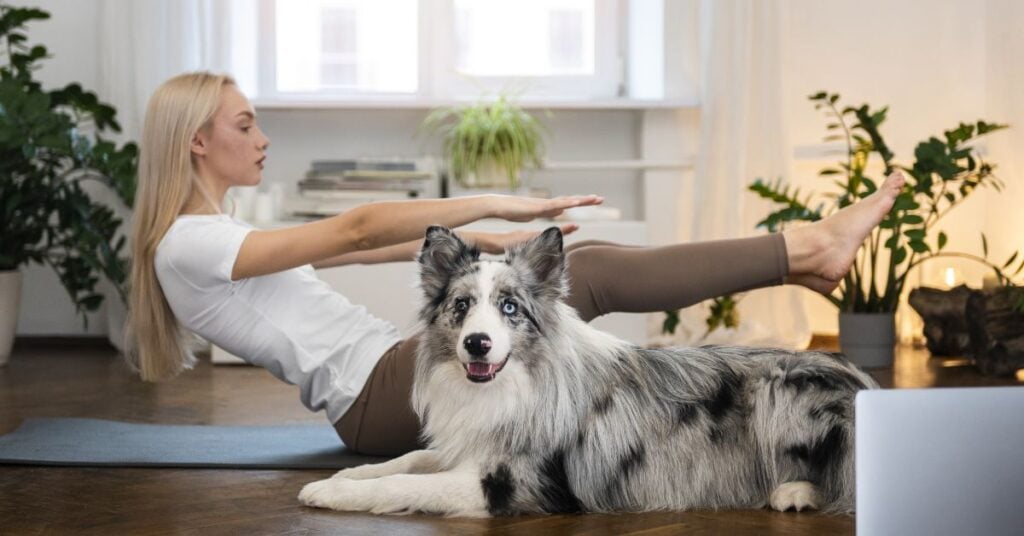exercise requirements for small hybrid dogs
