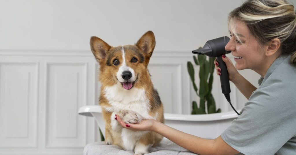 grooming needs of the rat terrier chihuahua mix