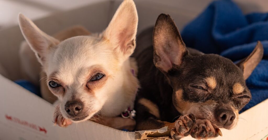 health issues in the rat terrier chihuahua mix