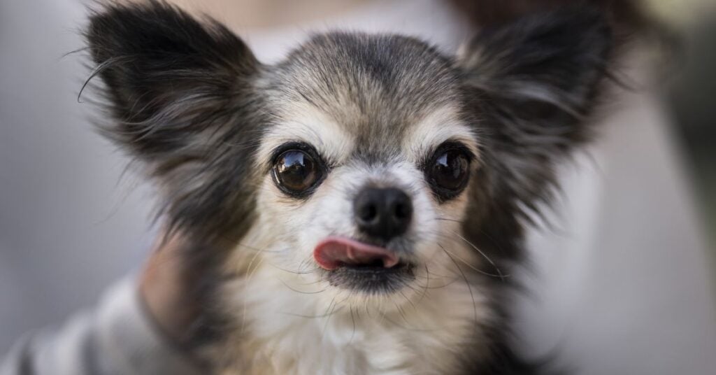 how captions affect chihuahua meme humor