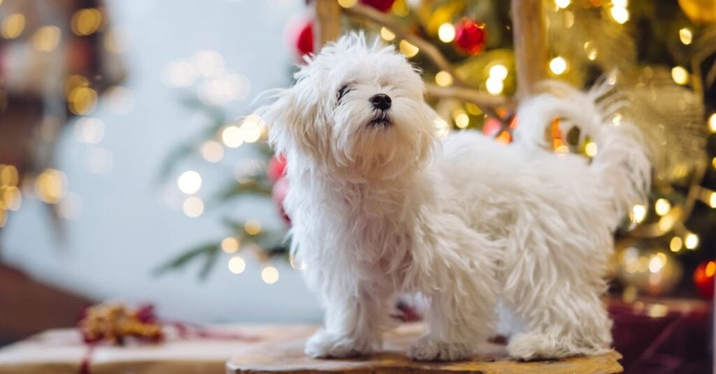 maltese yorkie mix breed information & complete care guide 