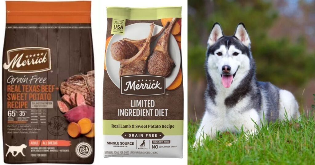 How to Choose the Right Dog Food and Supplements