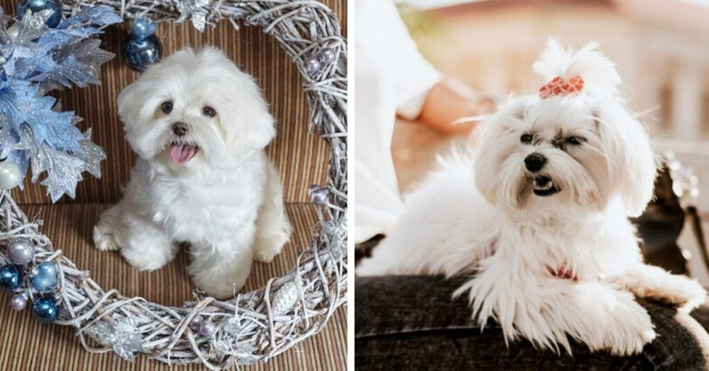 origin & history maltese yorkie mix,