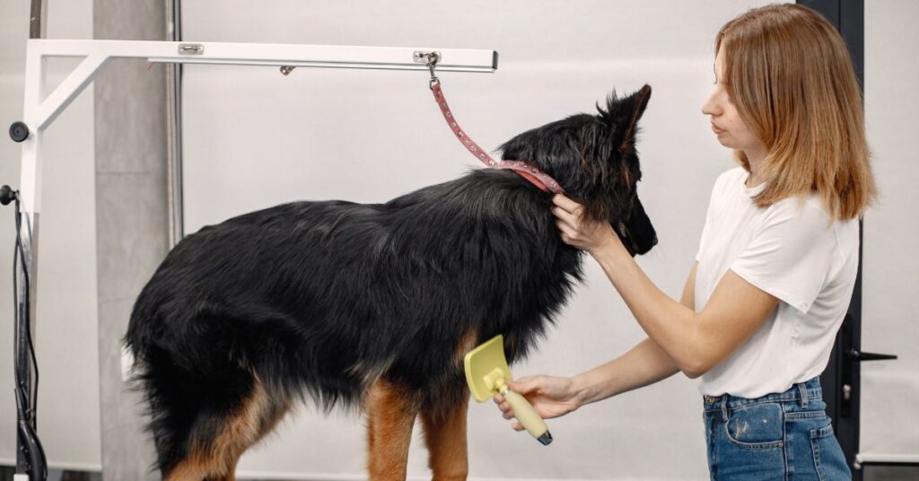 our top choices for the best dog clippers
