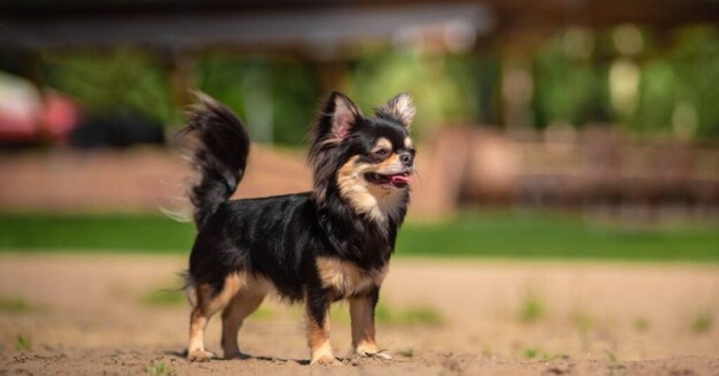 physical traits of this small mixed breed
