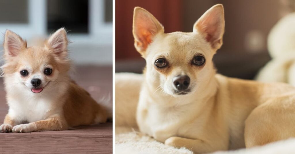 Pitbull Chihuahua Mix Dog Breed Guide and Care Tip pitbull chihuahua mix dog breed guide and care tip