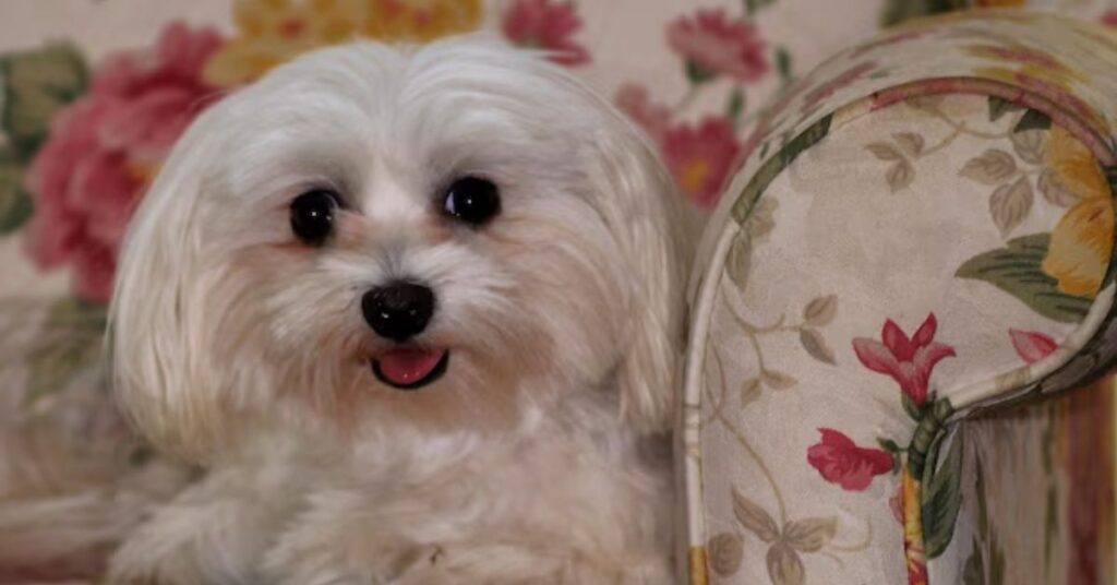 teacup yorkie, 