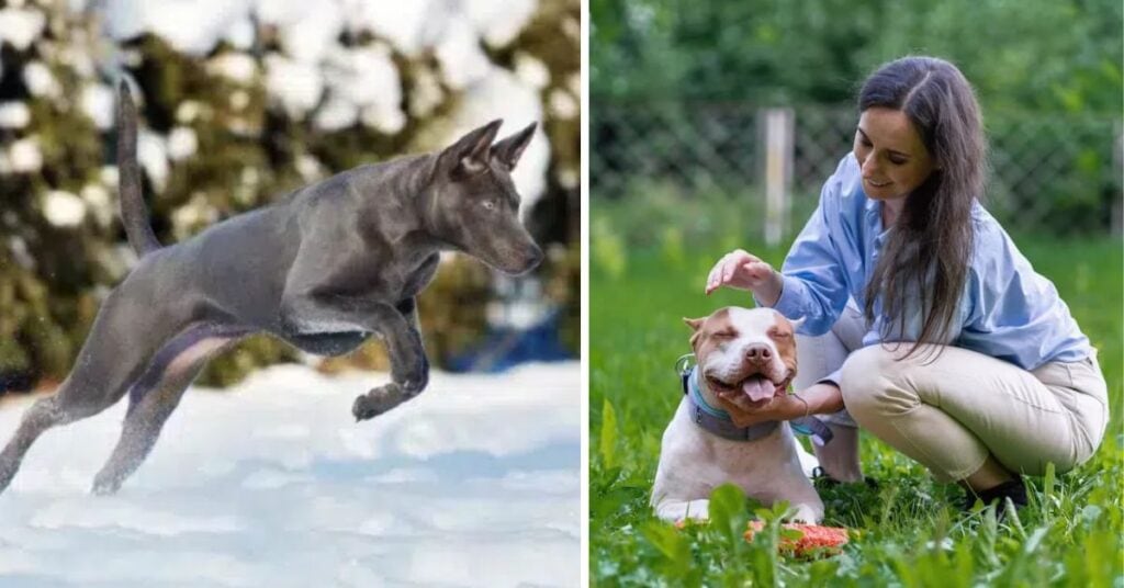 Pitbull Chihuahua Mix Dog Breed Guide and Care Tip temperament of the pitbull chihuahua mix (1)