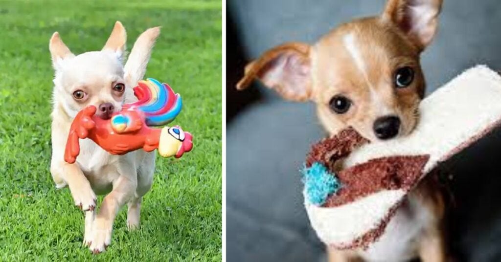 Pitbull Chihuahua Mix Dog Breed Guide and Care Tip Training a Pitbull Chihuahua Mix