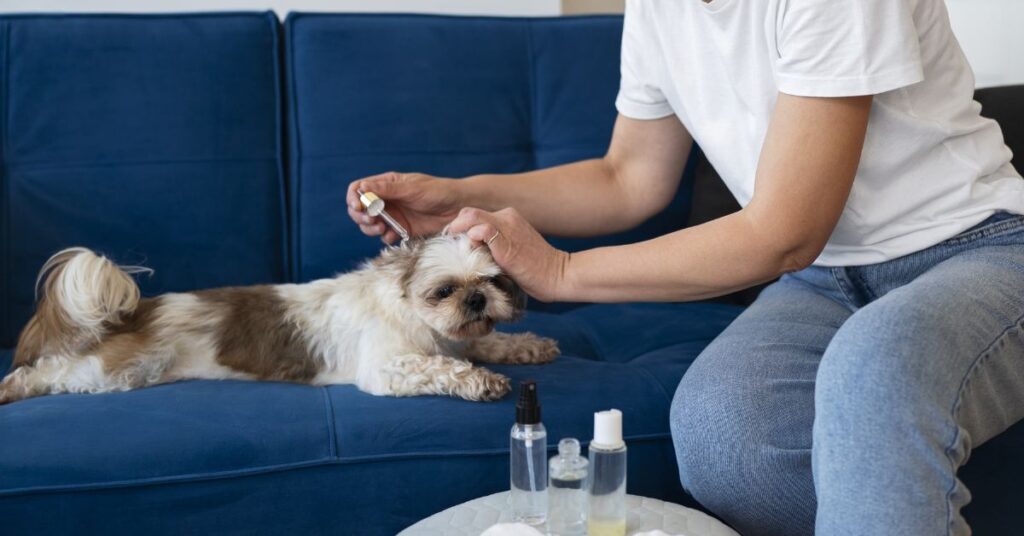 what affects a yorkie’s life expectancy