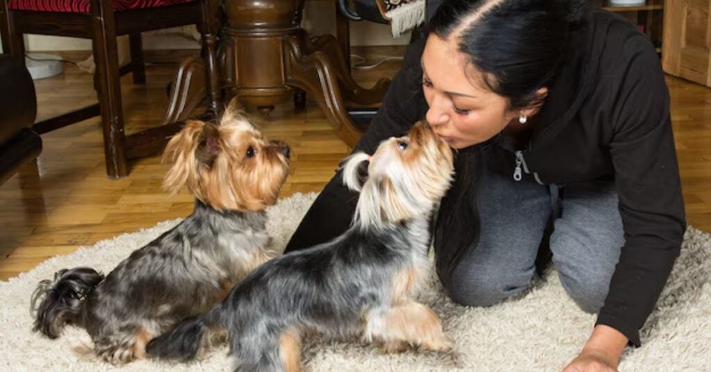 how long do yorkies live (1)