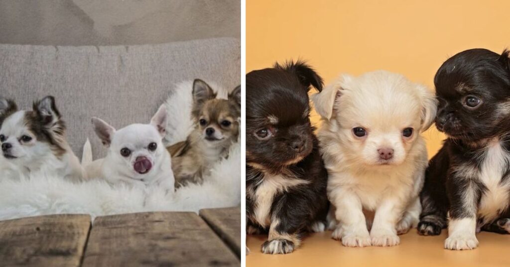 Pitbull Chihuahua Mix Dog Breed Guide and Care Tip Living Environment for the Pitbull Chihuahua Mix