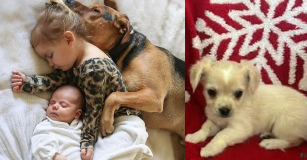Pitbull Chihuahua Mix Dog Breed Guide and Care Tip image