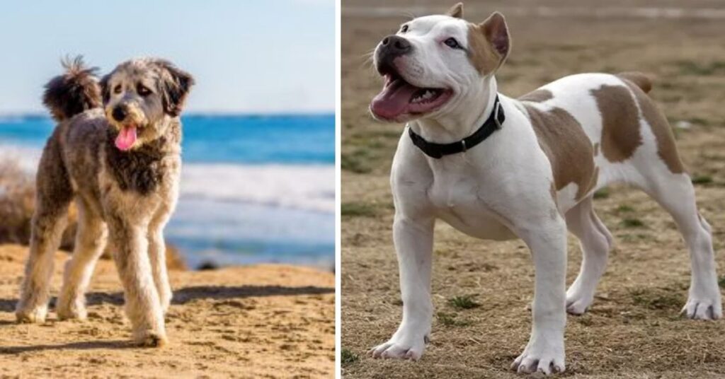 Pitbull Chihuahua Mix Dog Breed Guide and Care Tip Is the Pitbull Chihuahua Mix Right for You