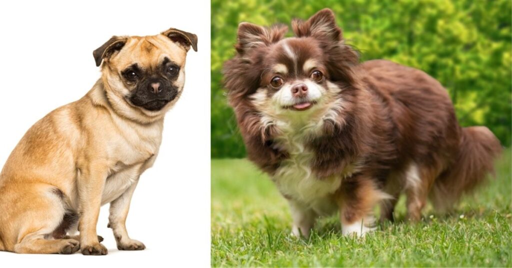 Pitbull Chihuahua Mix Dog Breed Guide and Care Tip image