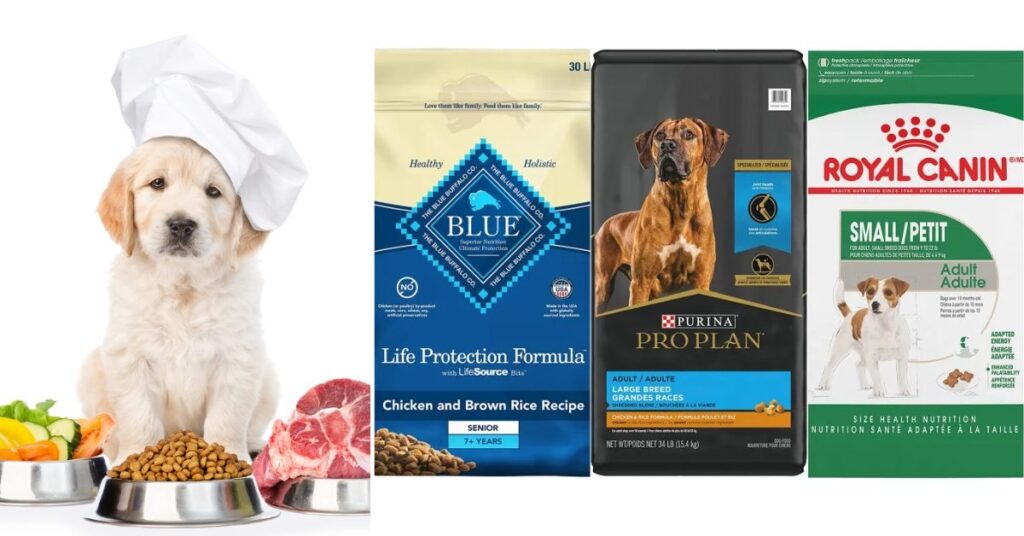 Pitbull Chihuahua Mix Dog Breed Guide and Care Tip image