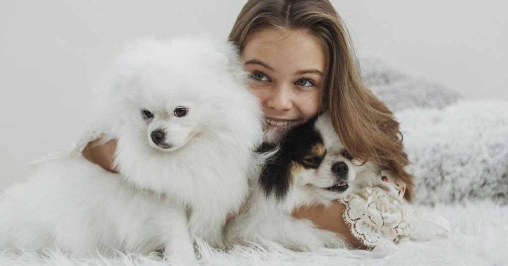 Pitbull Chihuahua Mix Dog Breed Guide and Care Tip Grooming Needs of the Pitbull Chihuahua Mix