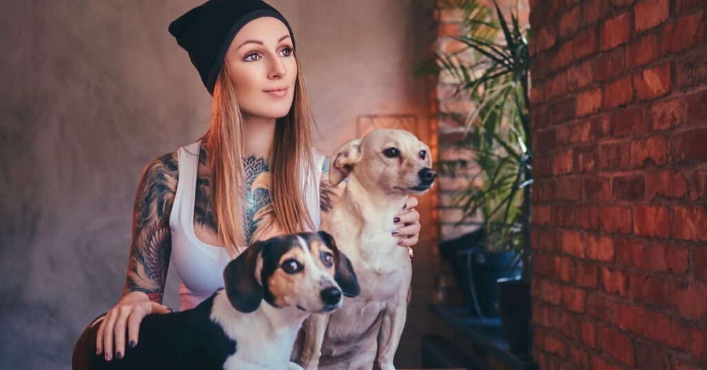 Pitbull Chihuahua Mix Dog Breed Guide and Care Tip Pitbull Chihuahua Mix Lifespan