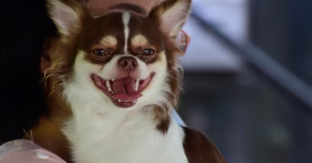 the anatomy of a yap why chihuahua barking sounds so high pitched