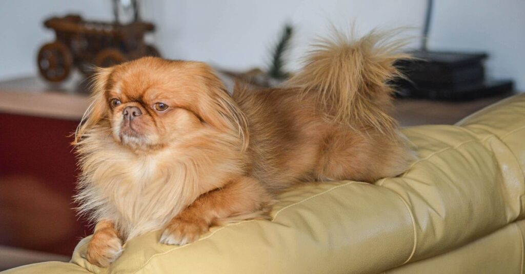 Angry Pomeranian| Why Pomeranians Get Angry and How to Calm Them exercise needs and mental stimulation