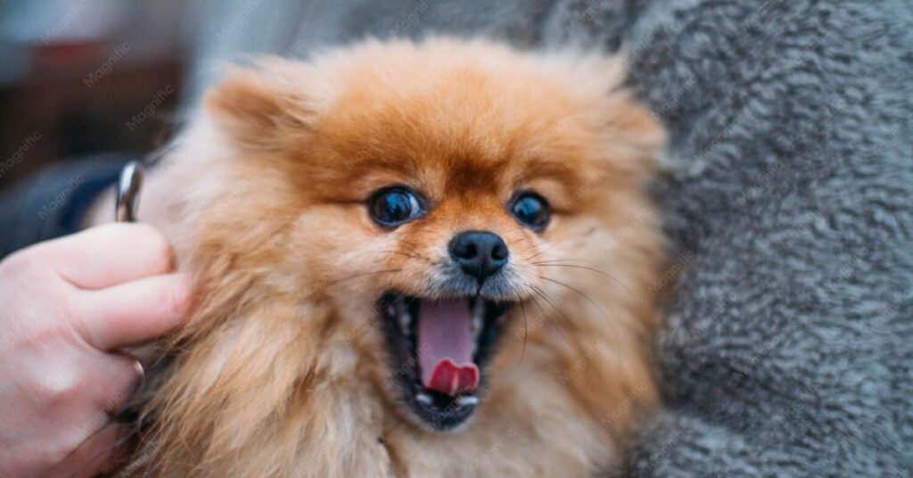 Angry Pomeranian| Why Pomeranians Get Angry and How to Calm Them warning signs you should never ignore