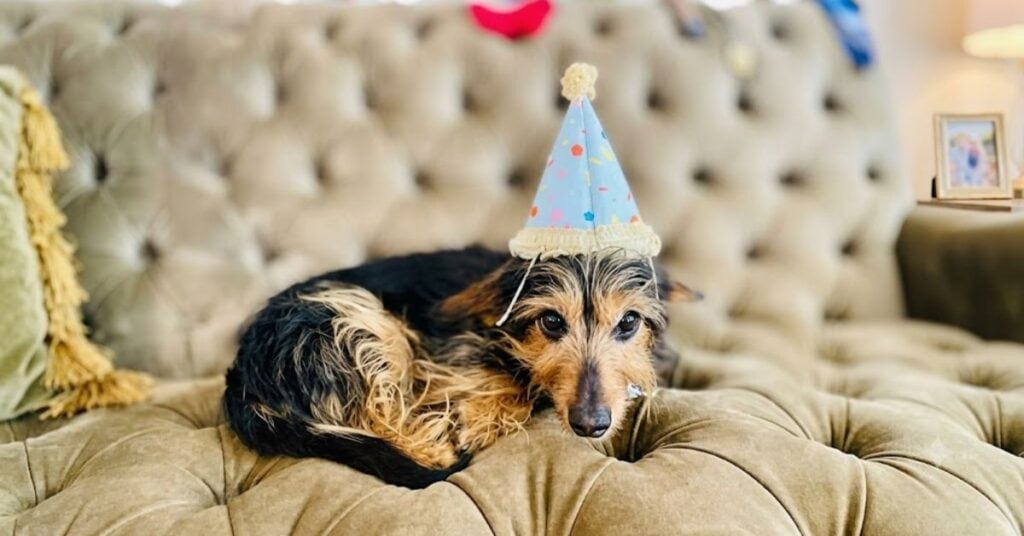 dorkie vs. other yorkie mixes which one fits your home