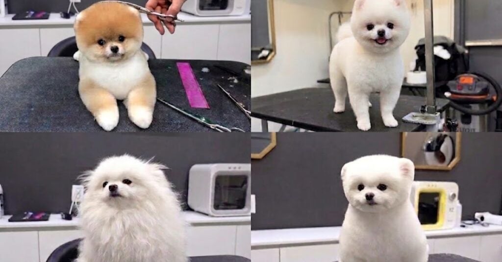 why is the pomeranian teddy bear haircut so popular