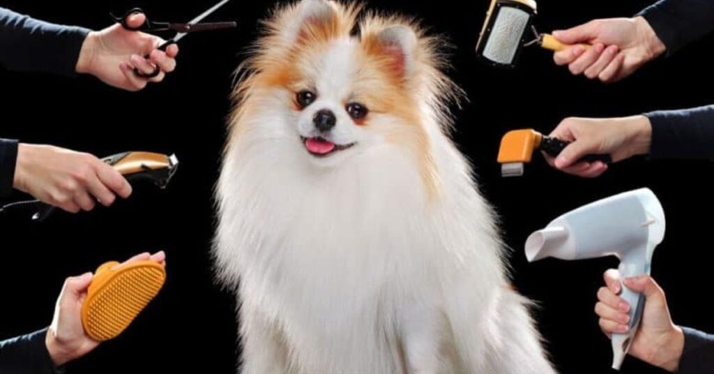 Lavender Pomeranian