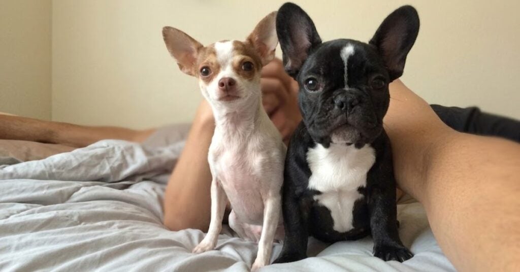 Frenchie Chihuahua Mix Pros, Challenges, and Everyday Lifestyle