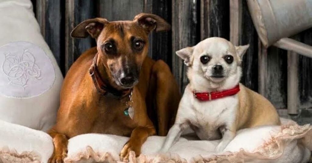 Italian Greyhound Chihuahua Mix Appearance, Size, and Coat