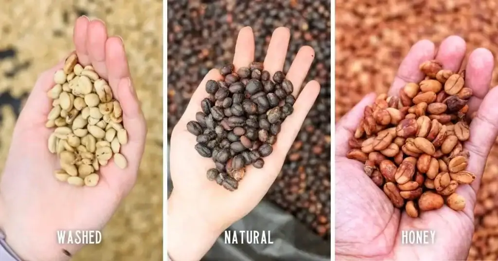 There are 3 different processing methods of the coffee cherry, Washed, Natural amd Honey