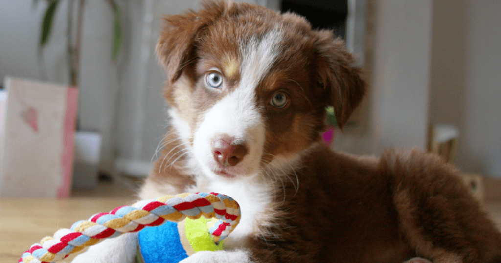 relation maître chien chiot apprentissage communication et confianc