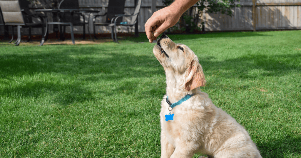 éducateur canin chiot Besançon travail de la propreté et des comportements