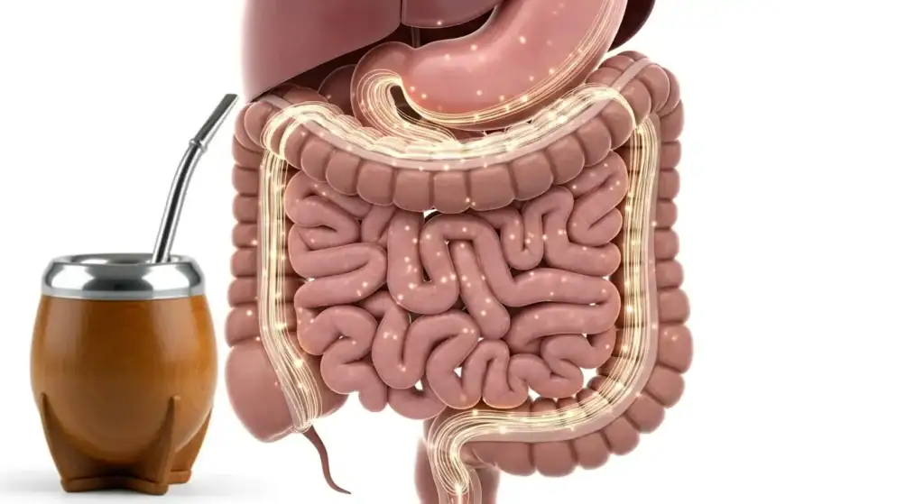 Beneficios del tereré para la digestión