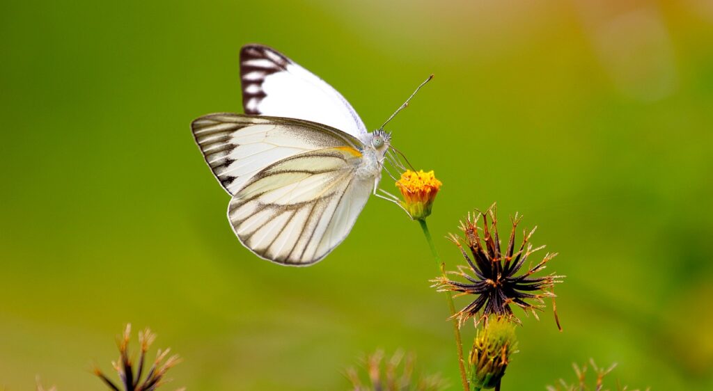 butterfly, bug, insect-1964621.jpg