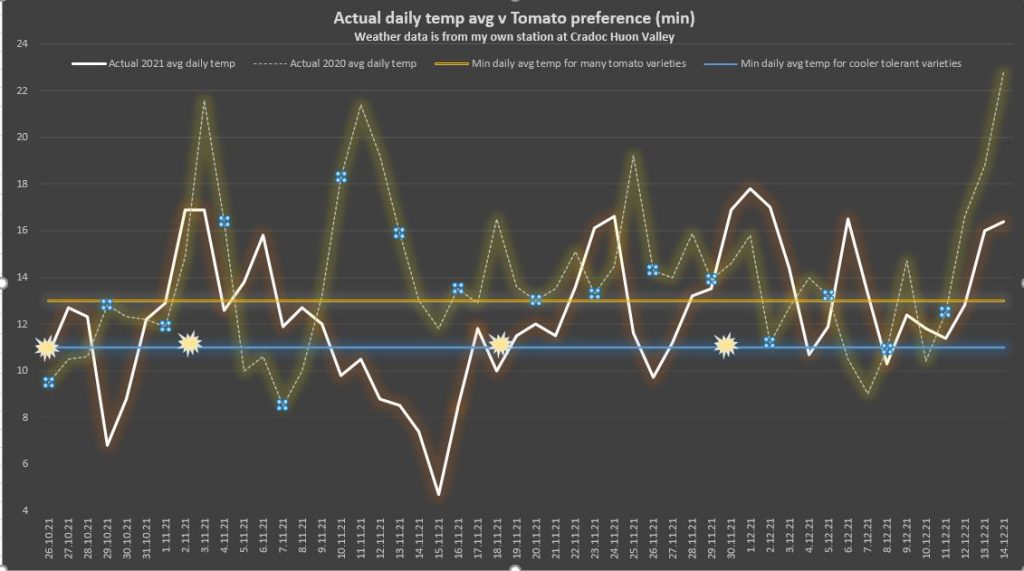 tomato temp