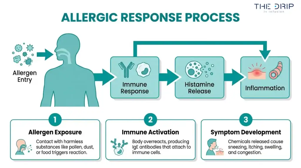 Allergic response process infographic showing allergen entry, immune response, histamine release, inflammation, and symptom development.