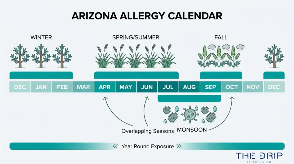 Arizona allergy calendar infographic showing year-round allergy exposure, winter, spring, summer, fall, and monsoon allergy seasons.