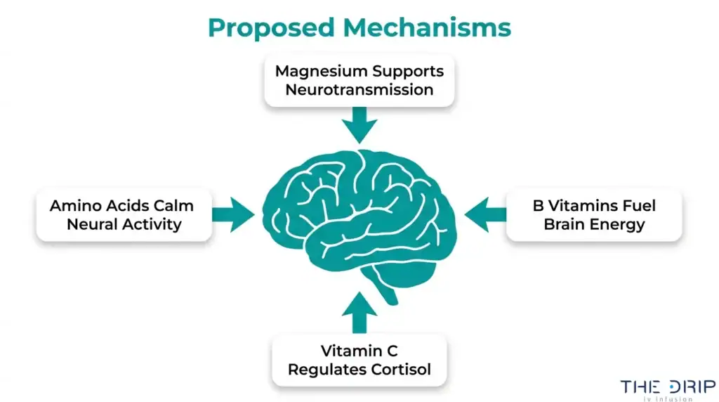 Diagram showing proposed mechanisms of anxiety IV therapy, including magnesium support for neurotransmission, B vitamins for brain energy, amino acids for neural activity, and vitamin C for cortisol regulation.
