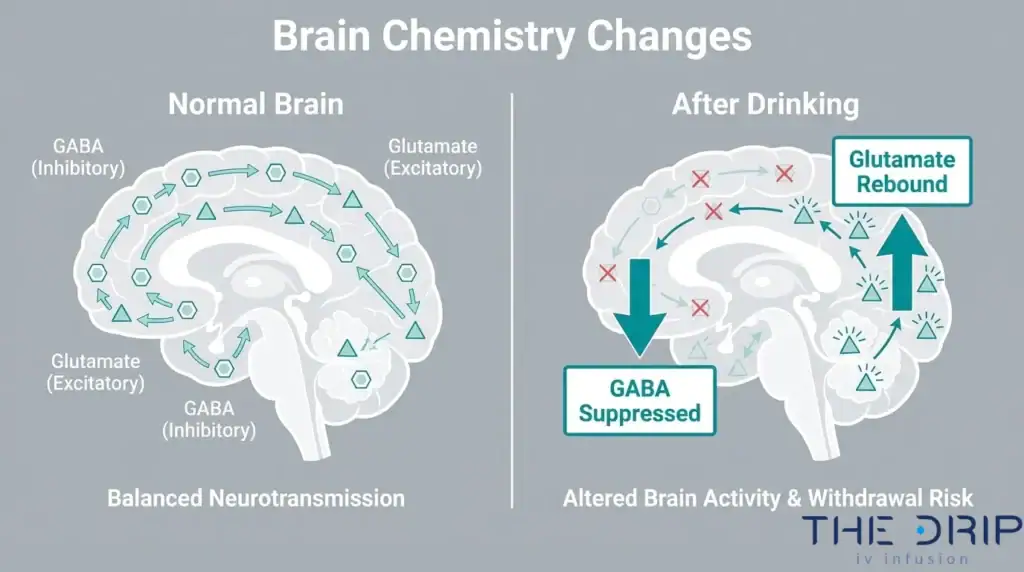 Brain chemistry infographic comparing normal GABA and glutamate activity with changes after drinking, including GABA suppression and glutamate rebound.