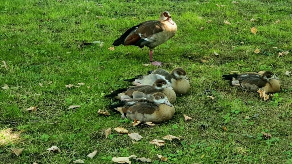 Enten mit Nachwuchs