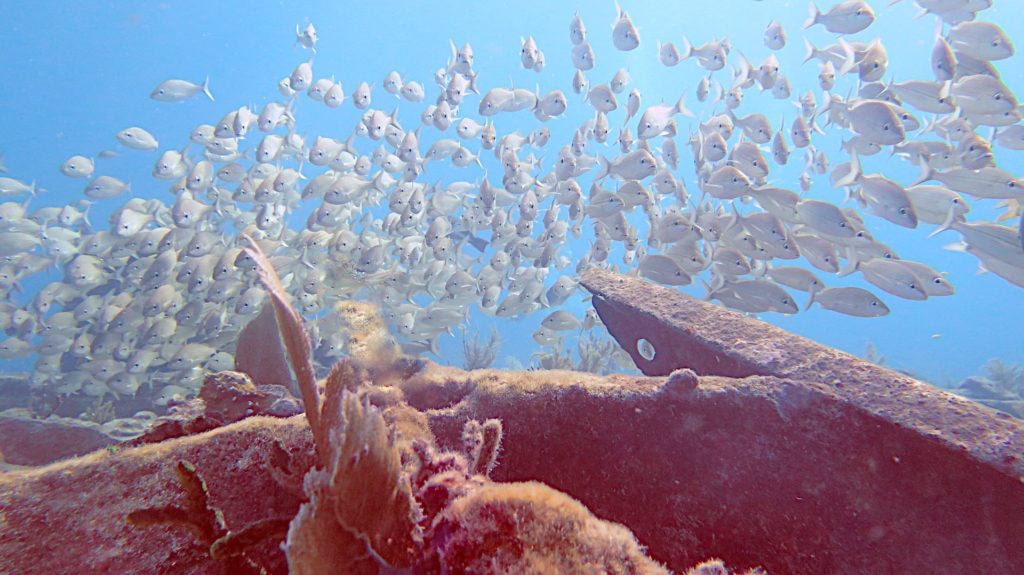 Benwood wreck with school of fish