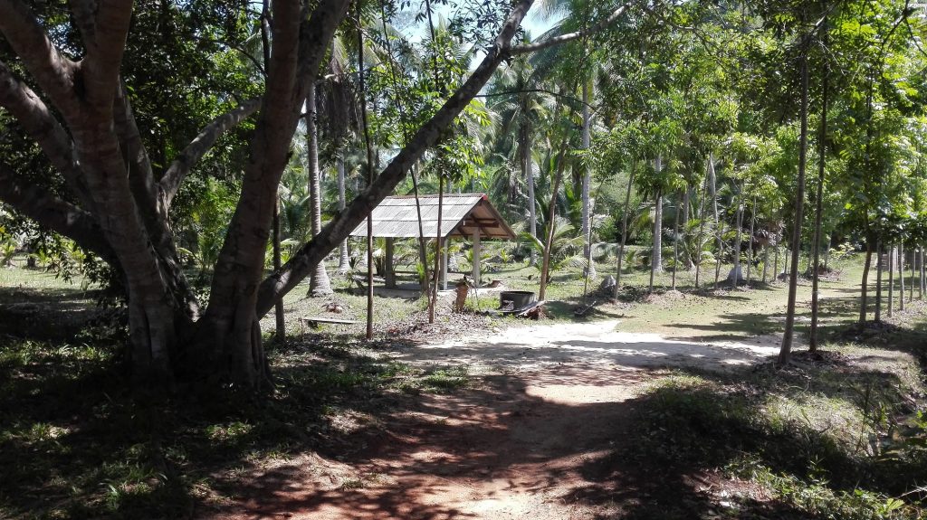 Vipassana Meditation - Surrounded by Nature at Wat Suan Mokkh Vipassana Meditation - Surrounded by Nature at Wat Suan Mokkh