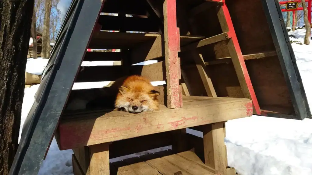 狐狸村