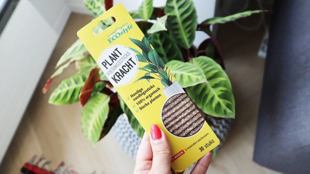 ECOstyle kamerplanten