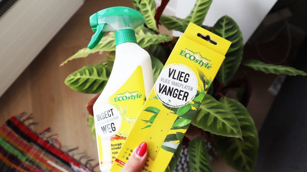 ECOstyle kamerplanten